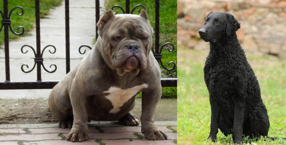 Curly Coated Retriever vs American Bully - Breed Comparison