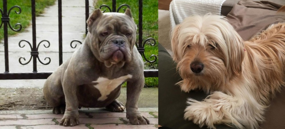 Cyprus Poodle vs American Bully - Breed Comparison
