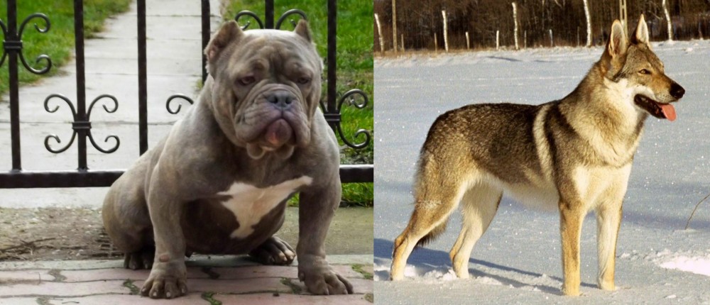 Czechoslovakian Wolfdog vs American Bully - Breed Comparison