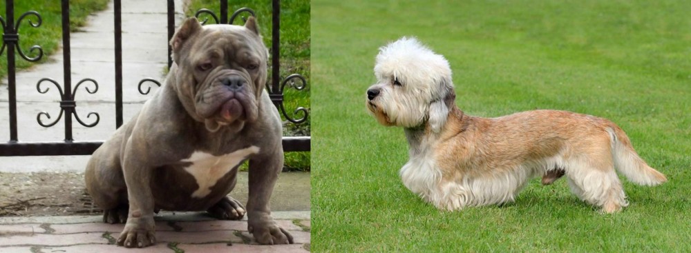 Dandie Dinmont Terrier vs American Bully - Breed Comparison
