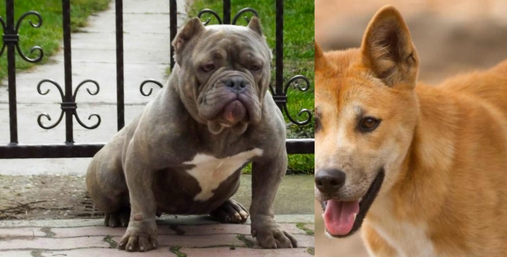 Dingo vs American Bully - Breed Comparison
