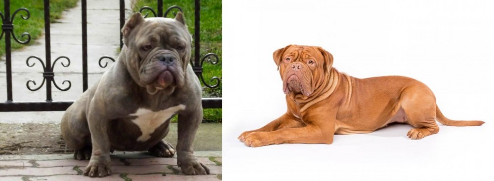 Dogue De Bordeaux vs American Bully - Breed Comparison