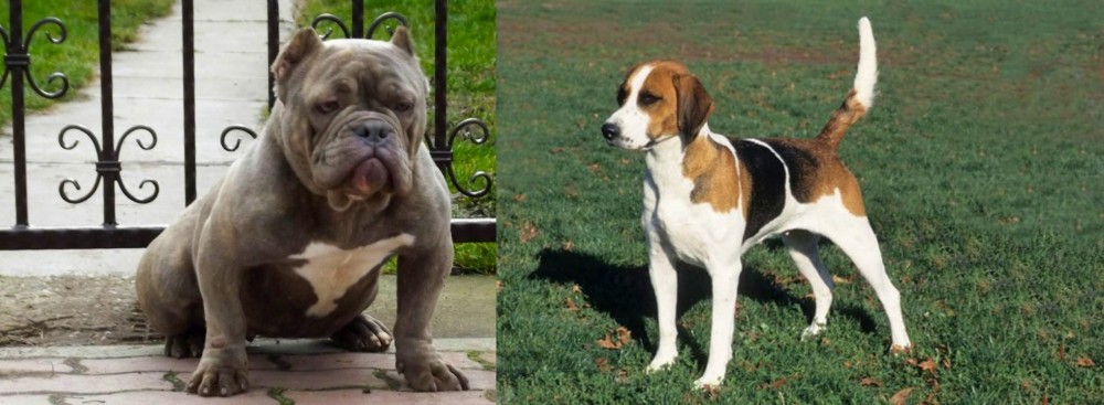 English Foxhound vs American Bully - Breed Comparison