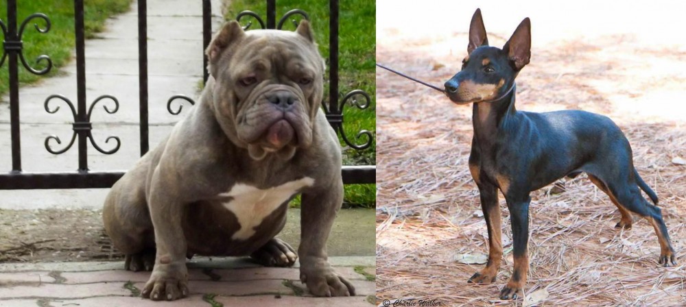 English Toy Terrier (Black & Tan) vs American Bully - Breed Comparison