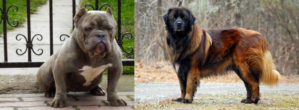 Estrela Mountain Dog vs American Bully - Breed Comparison