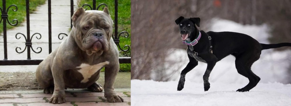 Eurohound vs American Bully - Breed Comparison