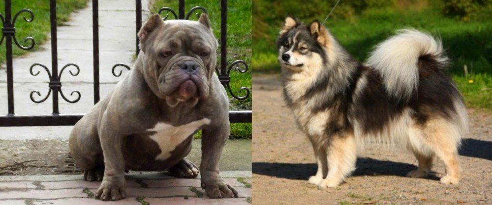 Finnish Lapphund vs American Bully - Breed Comparison