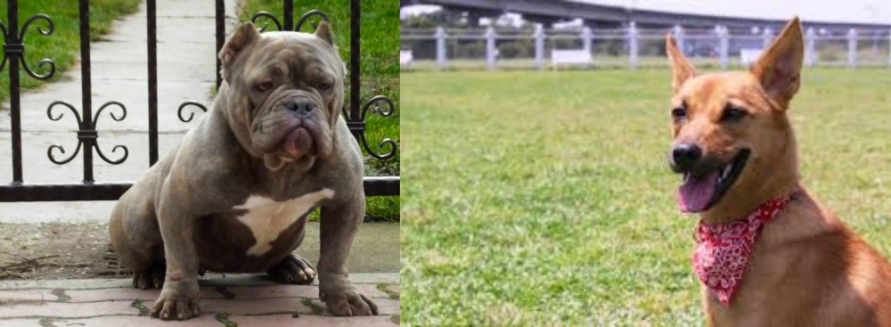 Formosan Mountain Dog vs American Bully - Breed Comparison