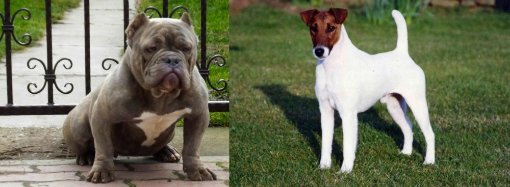 Fox Terrier (Smooth) vs American Bully - Breed Comparison