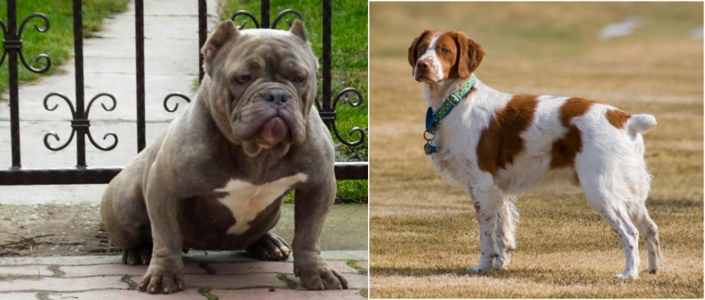 French Brittany vs American Bully - Breed Comparison