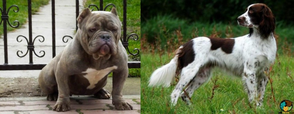 French Spaniel vs American Bully - Breed Comparison