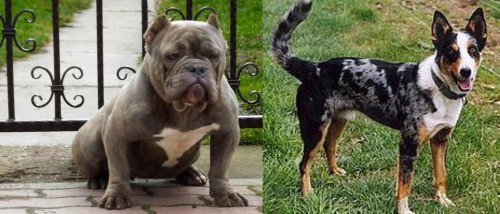 German Coolie vs American Bully - Breed Comparison