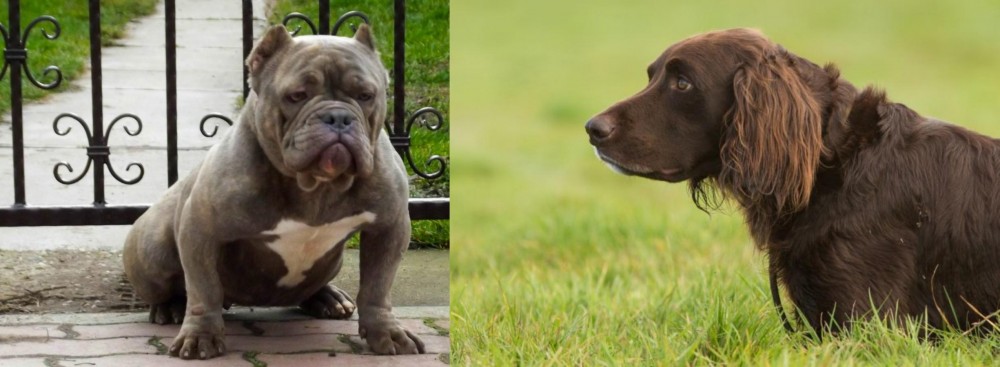 German Longhaired Pointer vs American Bully - Breed Comparison