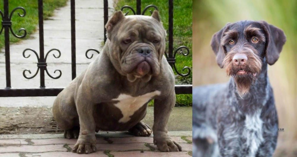 German Wirehaired Pointer vs American Bully - Breed Comparison