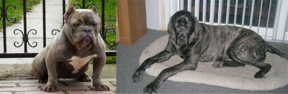 Giant Maso Mastiff vs American Bully - Breed Comparison