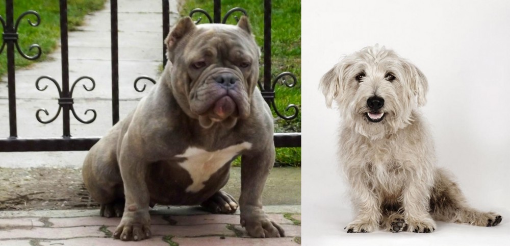 Glen of Imaal Terrier vs American Bully - Breed Comparison