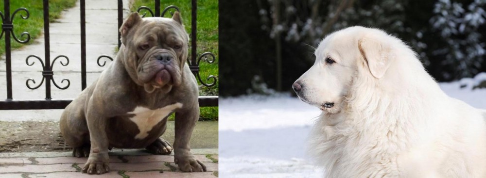 Great Pyrenees vs American Bully - Breed Comparison
