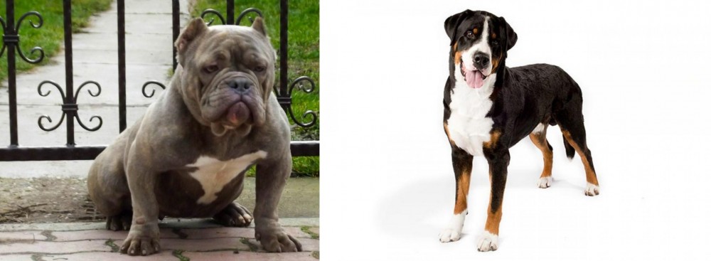 Greater Swiss Mountain Dog vs American Bully - Breed Comparison