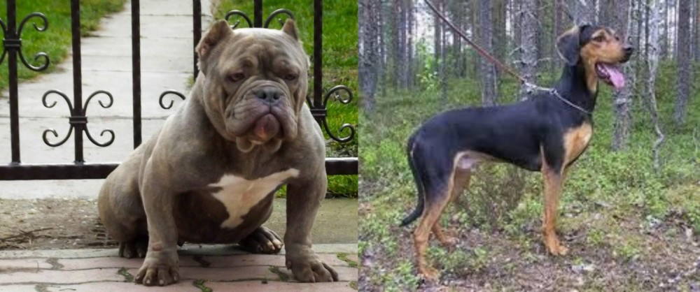 Greek Harehound vs American Bully - Breed Comparison