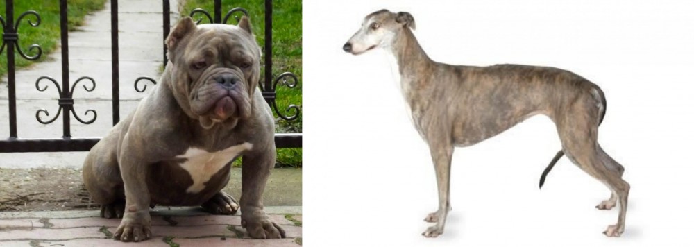 Greyhound vs American Bully - Breed Comparison