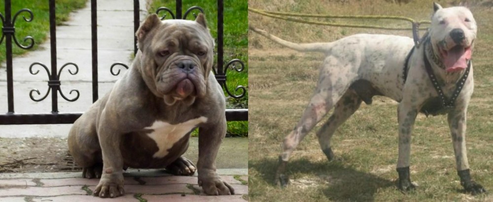 Gull Dong vs American Bully - Breed Comparison