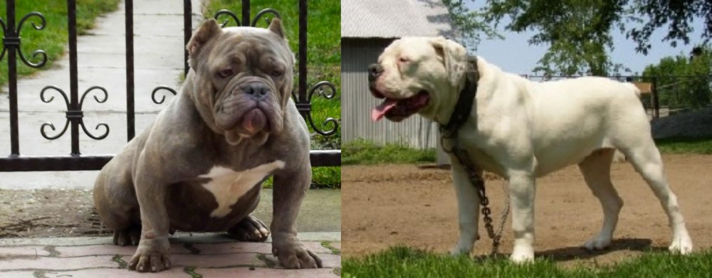 Hermes Bulldogge vs American Bully - Breed Comparison