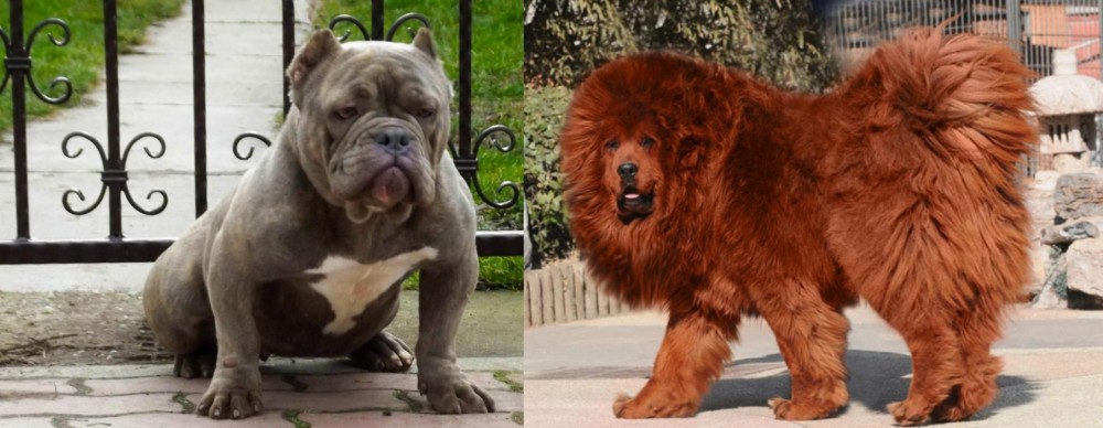 Himalayan Mastiff vs American Bully - Breed Comparison
