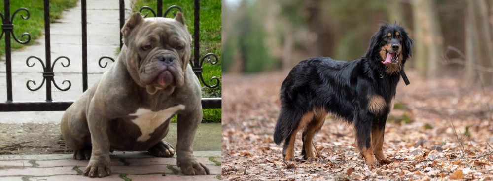Hovawart vs American Bully - Breed Comparison