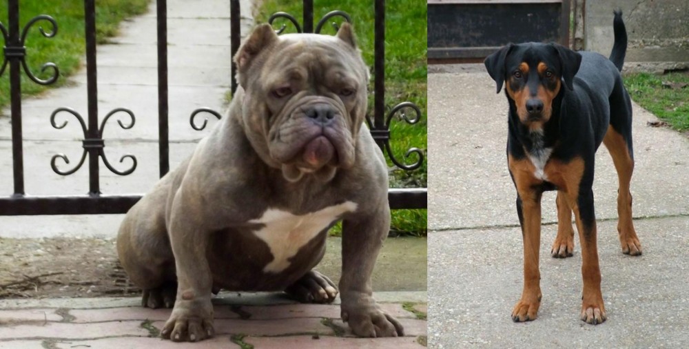 Hungarian Hound vs American Bully - Breed Comparison
