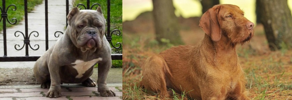 Hungarian Wirehaired Vizsla vs American Bully - Breed Comparison