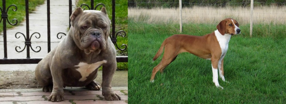 Hygenhund vs American Bully - Breed Comparison