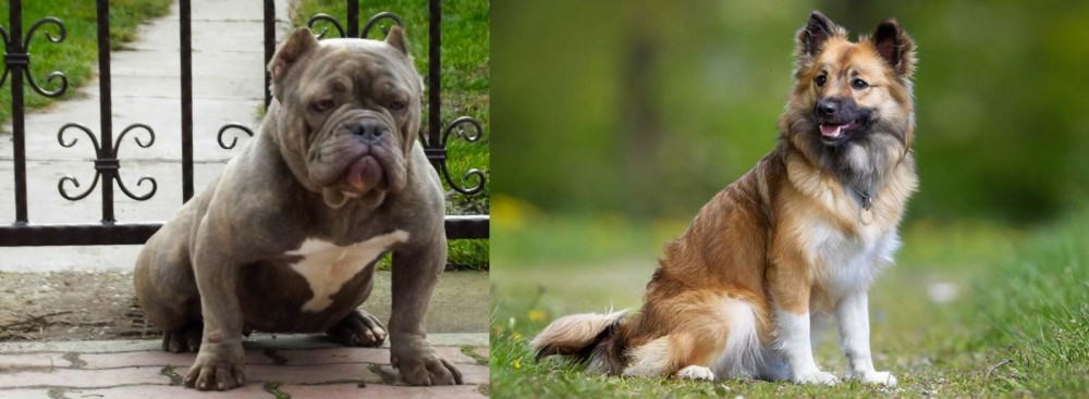 Icelandic Sheepdog vs American Bully - Breed Comparison