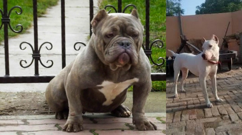 Indian Bull Terrier vs American Bully - Breed Comparison