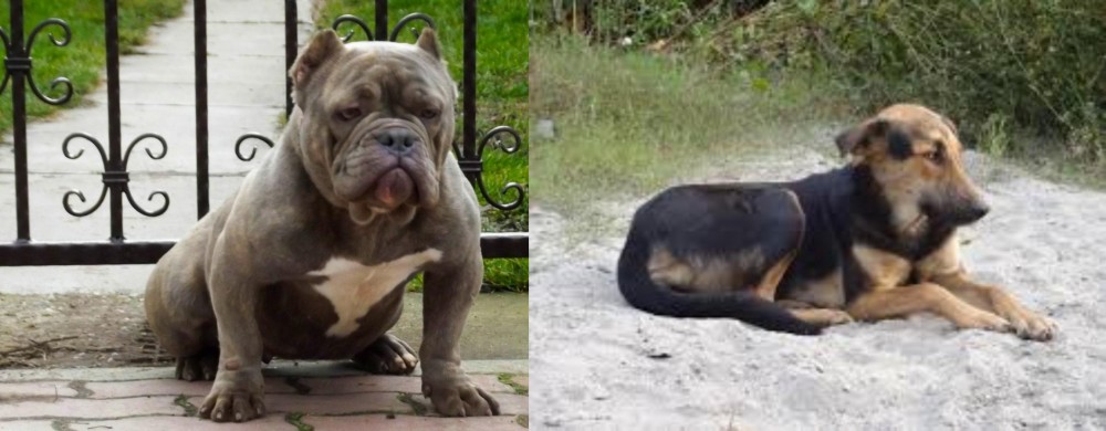Indian Pariah Dog vs American Bully - Breed Comparison