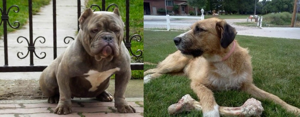 Irish Mastiff Hound vs American Bully - Breed Comparison