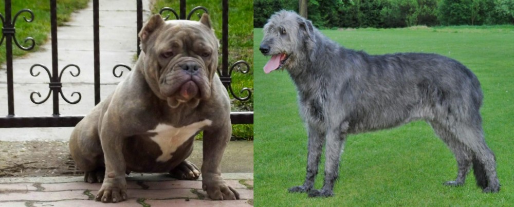Irish Wolfhound vs American Bully - Breed Comparison