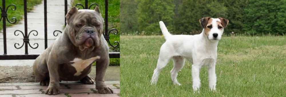 Jack Russell Terrier vs American Bully - Breed Comparison