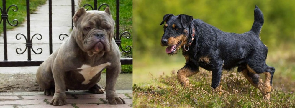 Jagdterrier vs American Bully - Breed Comparison