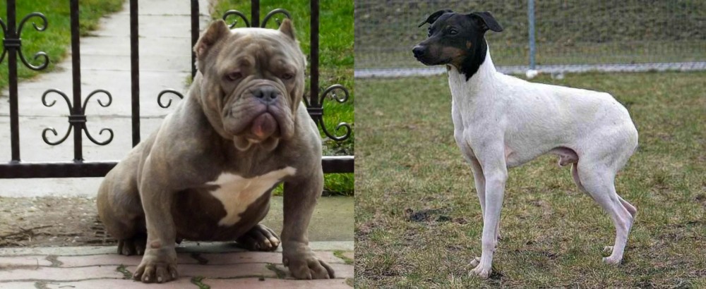 Japanese Terrier vs American Bully - Breed Comparison