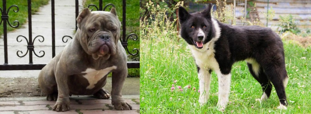 Karelian Bear Dog vs American Bully - Breed Comparison