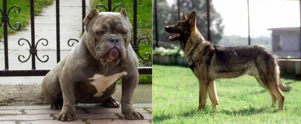 Kunming Dog vs American Bully - Breed Comparison