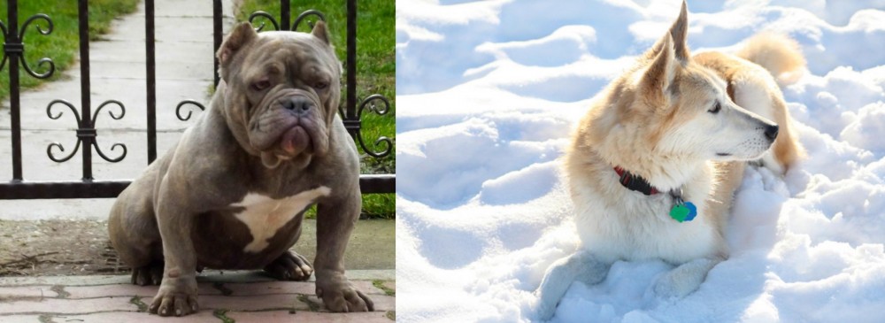 Labrador Husky vs American Bully - Breed Comparison