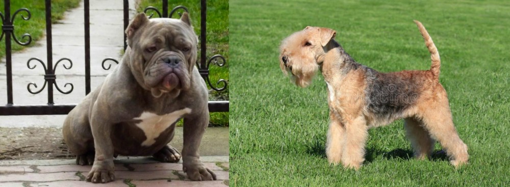 Lakeland Terrier vs American Bully - Breed Comparison