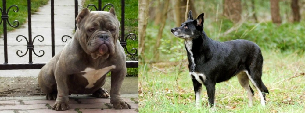 Lapponian Herder vs American Bully - Breed Comparison