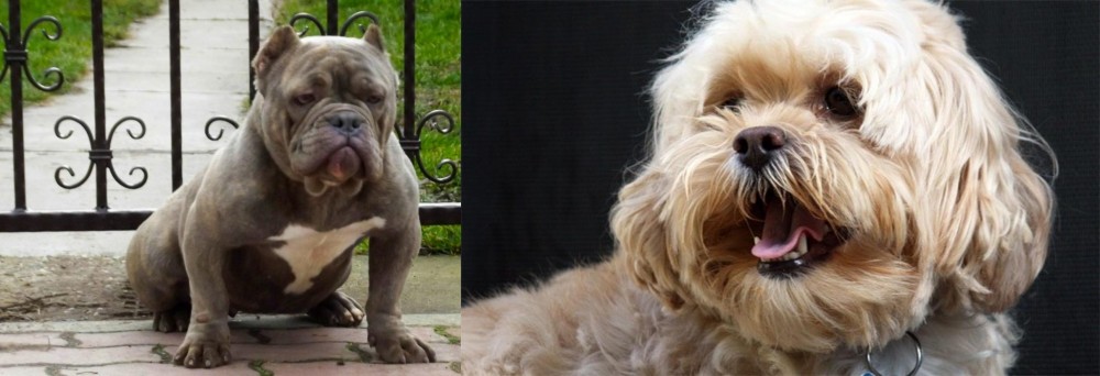 Lhasapoo vs American Bully - Breed Comparison