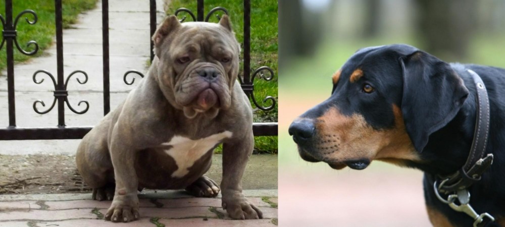 Lithuanian Hound vs American Bully - Breed Comparison