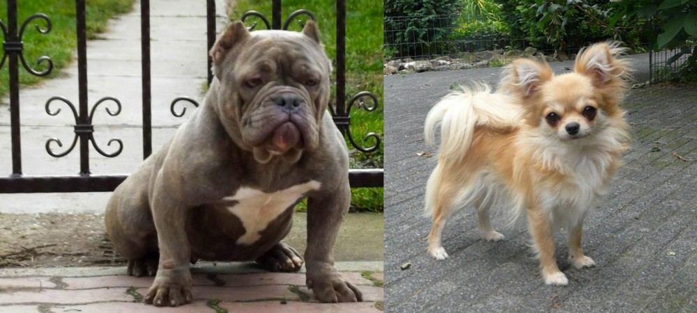Long Haired Chihuahua vs American Bully - Breed Comparison