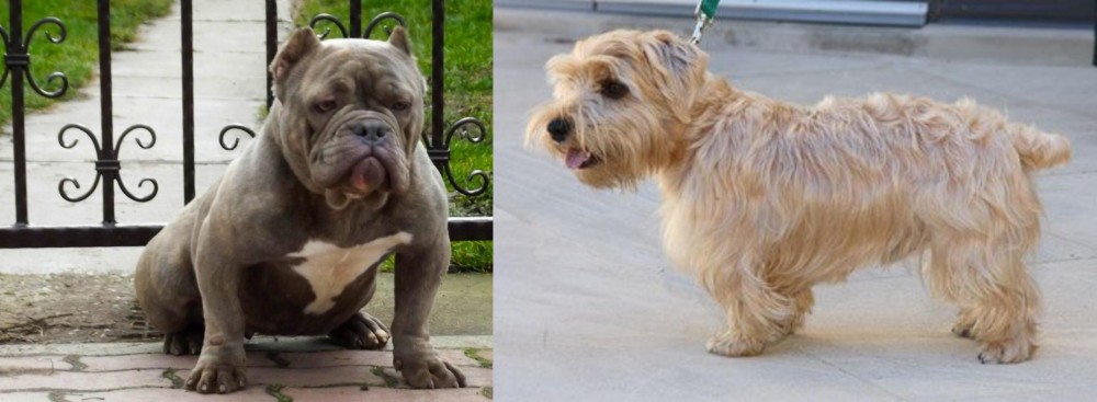 Lucas Terrier vs American Bully - Breed Comparison