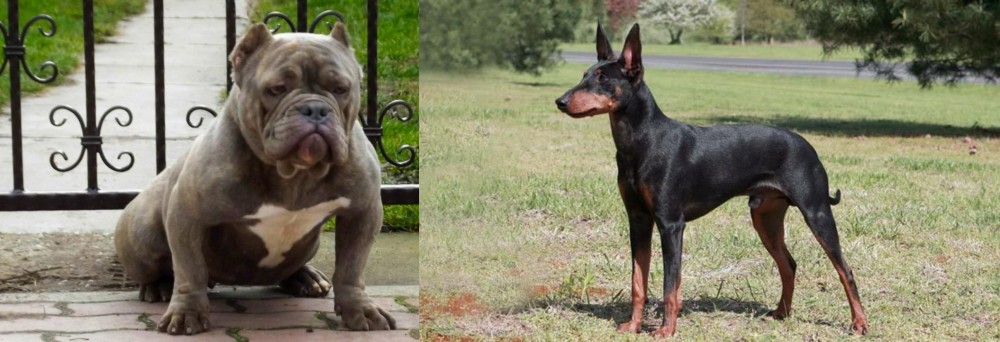 Manchester Terrier vs American Bully - Breed Comparison