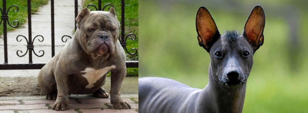 Mexican Hairless vs American Bully - Breed Comparison